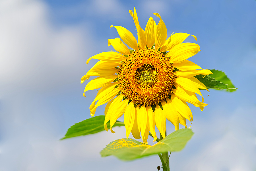 Single sunflower with blue skies in background representing survival